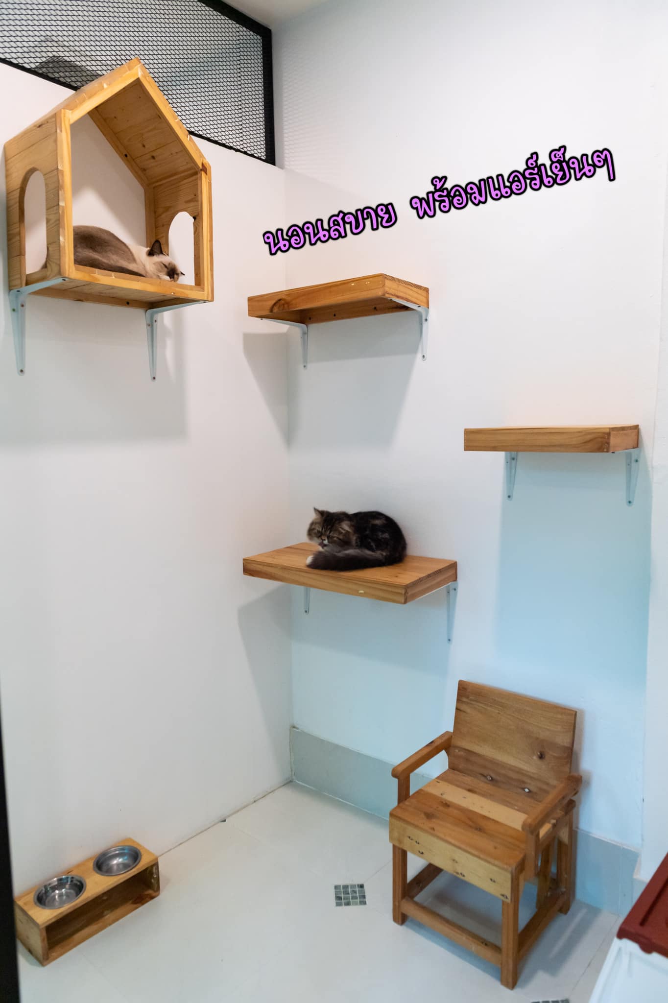 deluxe room 1 at Premier Cat Hotel แมวในห้องพักดีลักซ์โรงแรมแมวพรีเมียร์