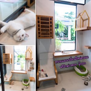 Suite room 1 at Premier Cat Hotel แมวในห้องพักสวีทโรงแรมแมวพรีเมียร์