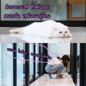 Inside Premier Cat Hotel บรรยากาศภายในโรงแรมแมวพรีเมียร์ รับฝากแมว 1