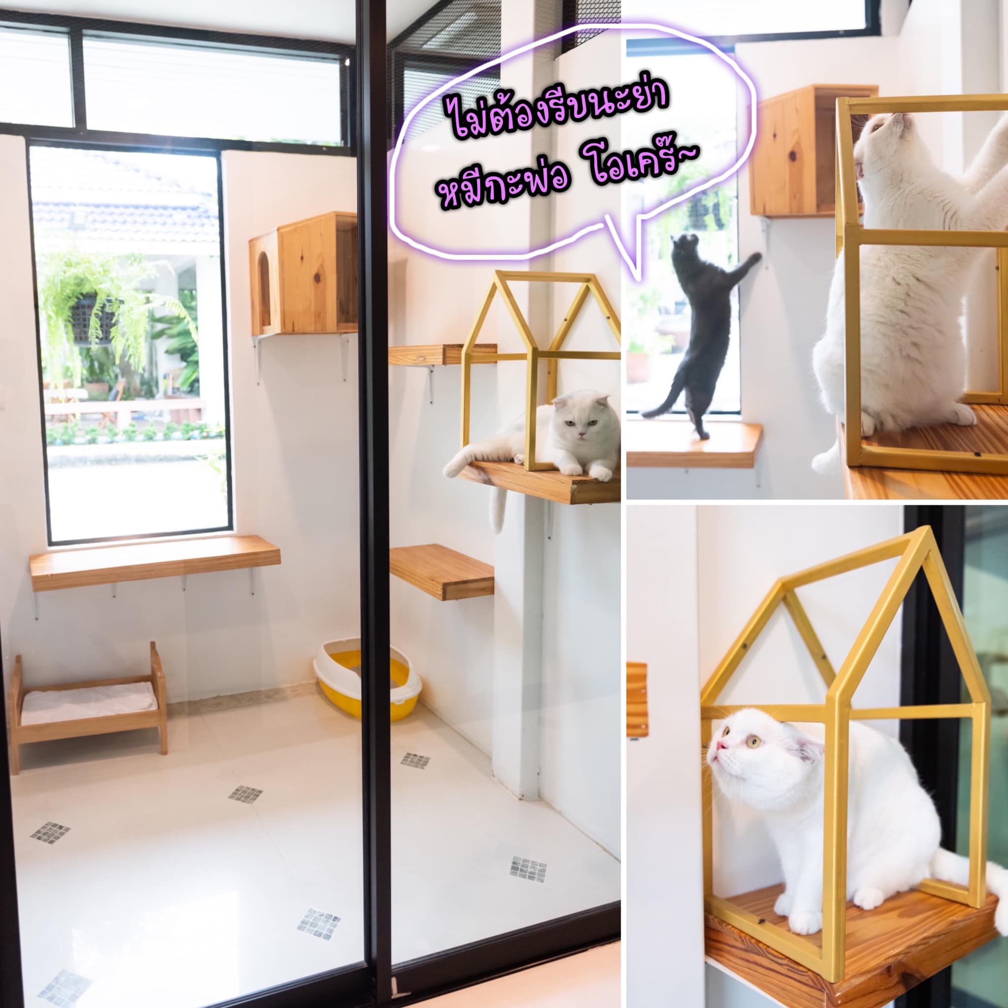 Cats in Suite room at Premier Cat Hotel แมวในห้องพักโรงแรมแมวพรีเมียร์