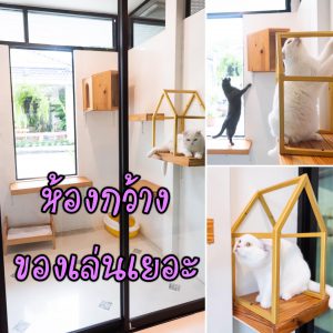 โรงแรมแมวพรีเมียร์ห้องกว้าง Big room at Premier Cat Hotel