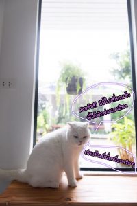 วิวหน้าต่างโรงแรมแมวพรีเมียร์ Premier Cat Hotel window view 2